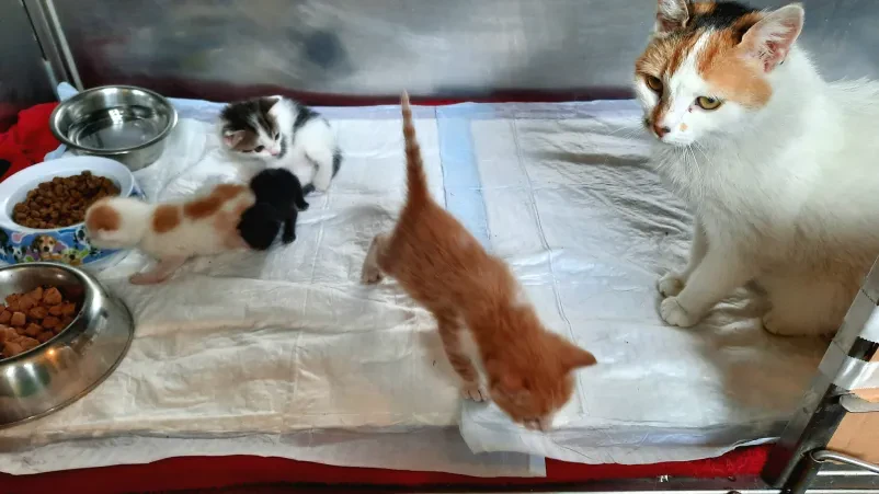 Če iščete veterinarja v Murski Soboti, smo prava izbira za vas!