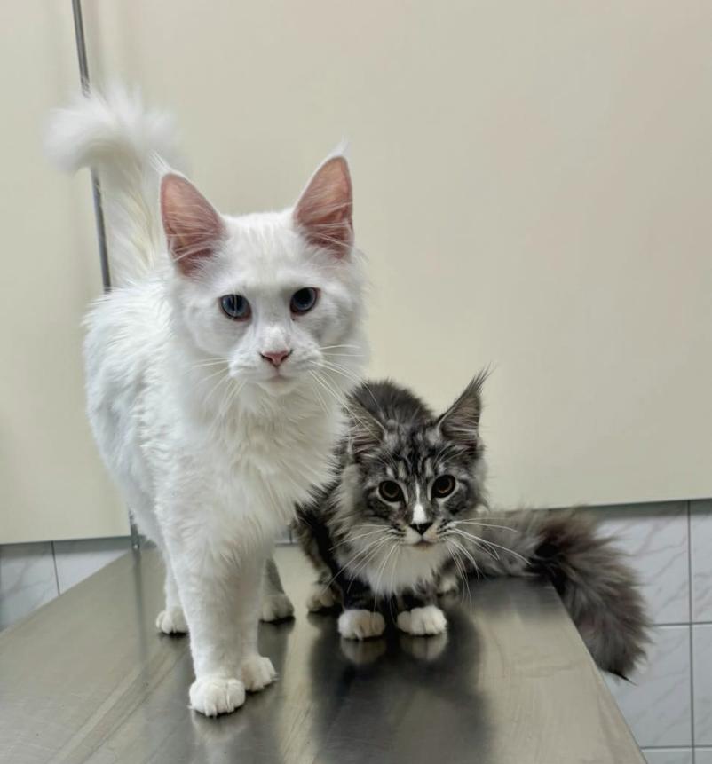 Dober veterinar Murska Sobota