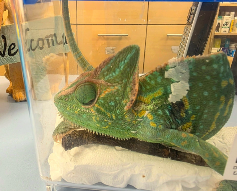 Veterinarska ambulanta za male živali Osrednja Slovenija