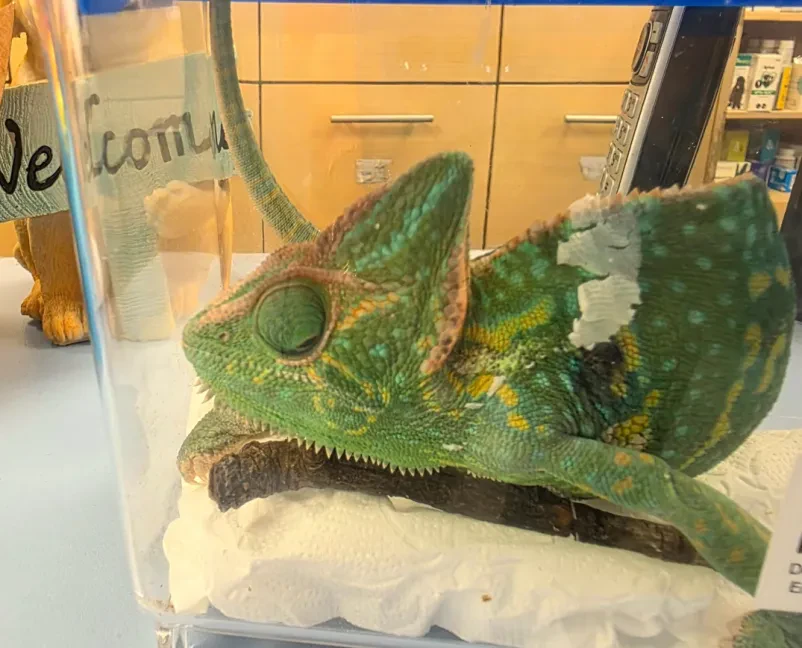 Veterinarska ambulanta za male živali Osrednja Slovenija