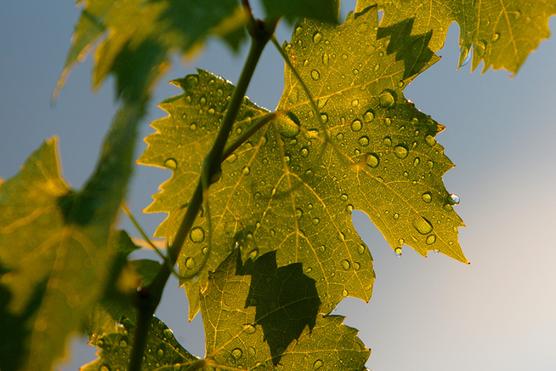 Vinarstvo Huba Martinčič Dolenjska