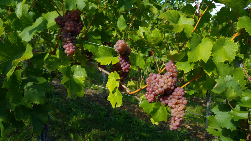 Vina Huba Martinčič Dolenjska