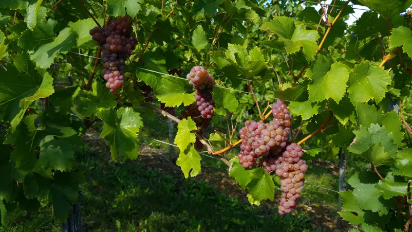 Vina Huba Martinčič Dolenjska