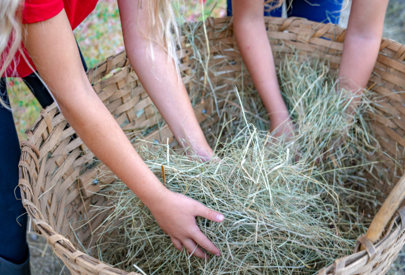 Aktivnosti za otroke Zavod Montana