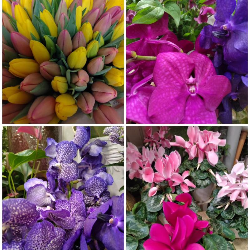 Cvetlice za različne priložnosti Ljubljana