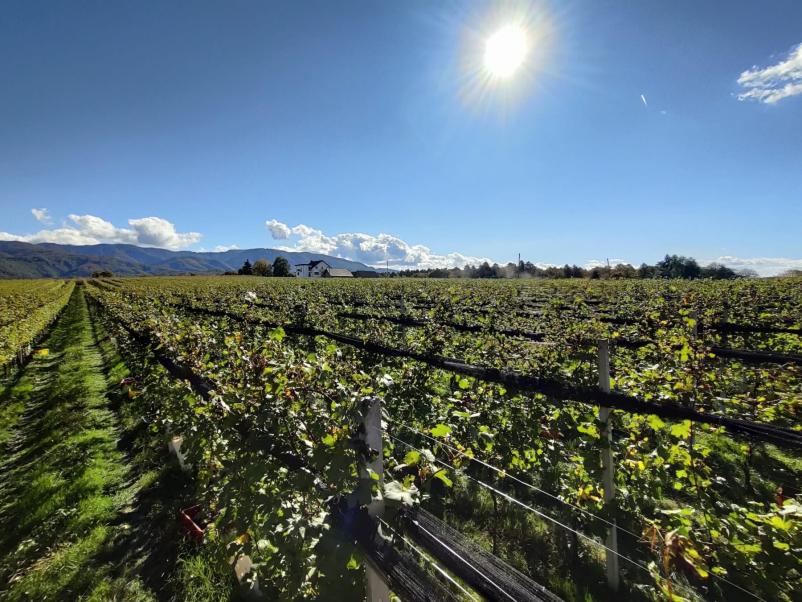 Degustacija vin Šentjernej