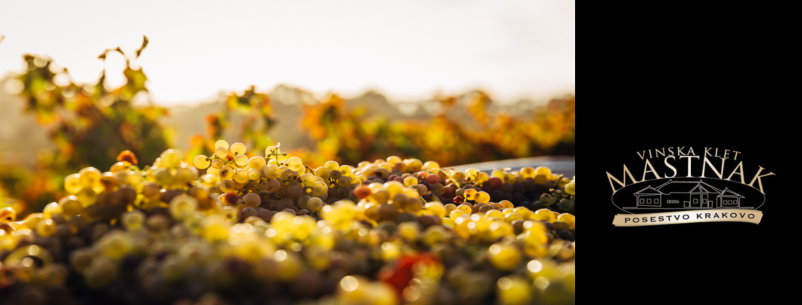 Degustacije vin Posavje