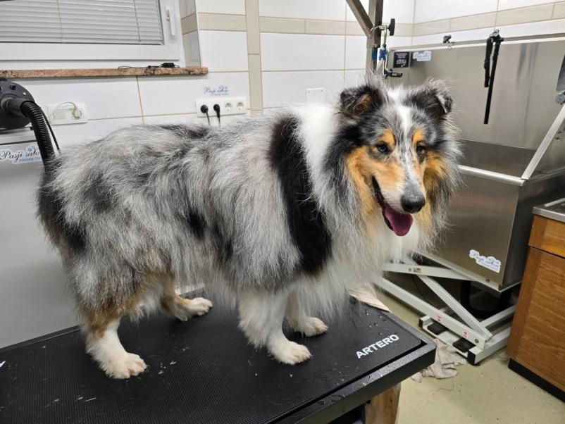 Pasji frizer Gorenjska