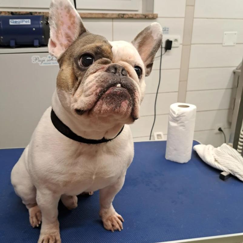 Dober pasji in mačji salon Gorenjska