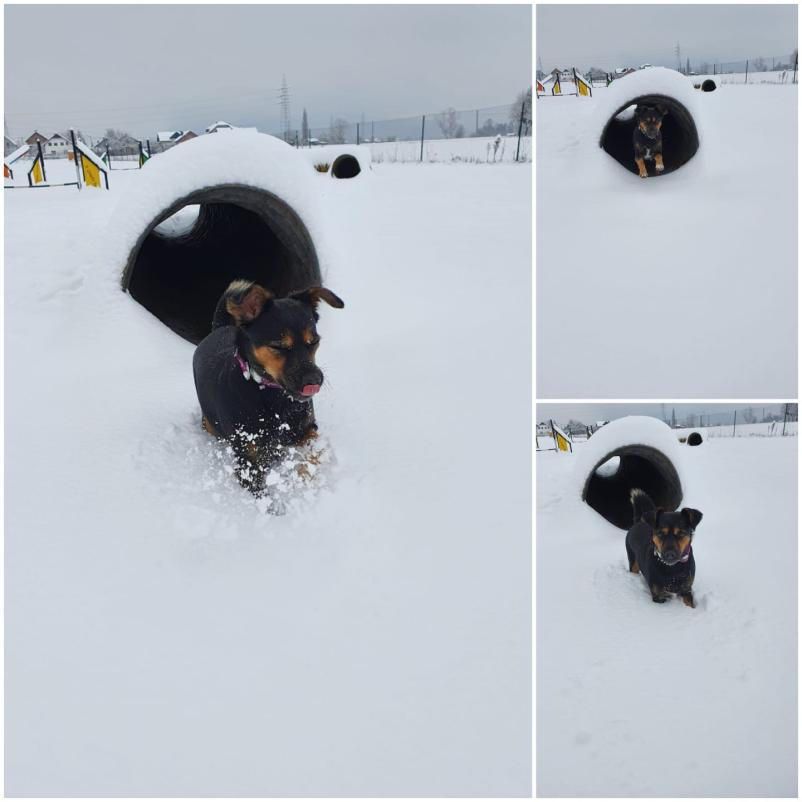 Vzgoja psov na poligonu Ljubljana