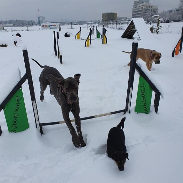 Šola za pse Ljubljana