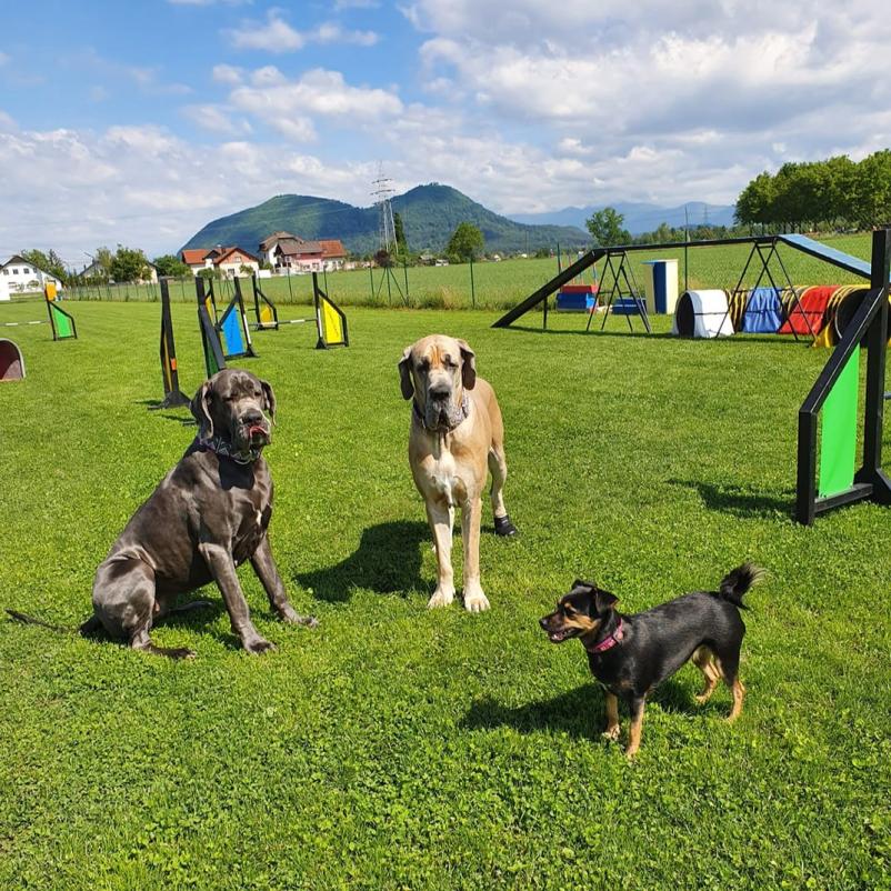 Pasja šola Ljubljana in okolica