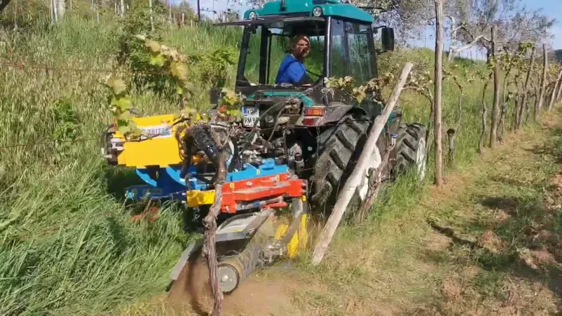 Česen in kaki Slovenska Istra