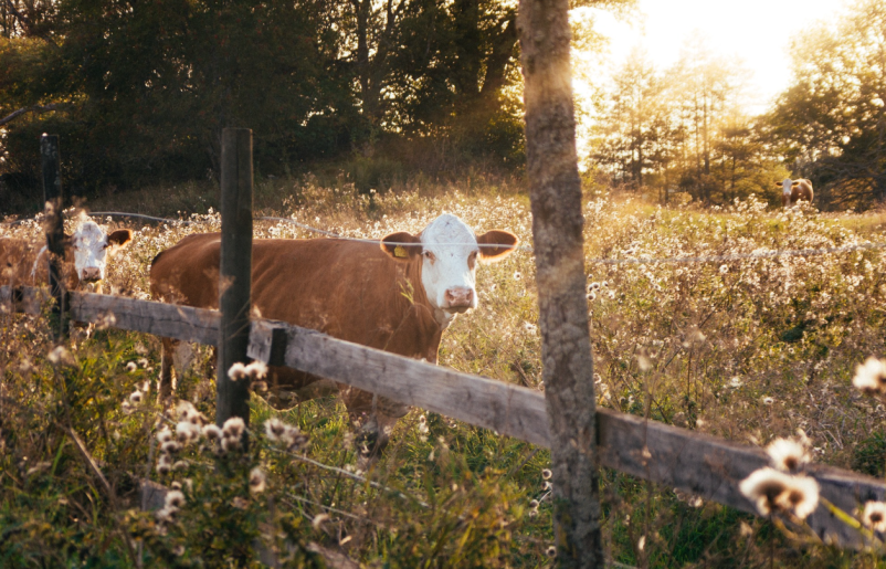Ugoden turizem po ekoloških načelih Krvavec