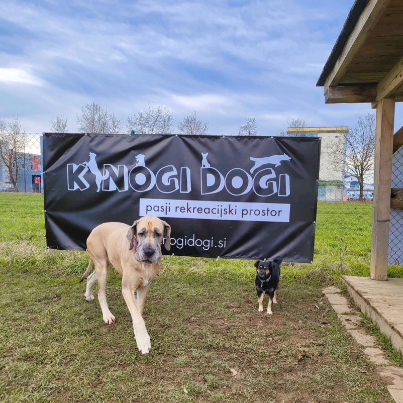 Najem pasjega vadbišča Ljubljana