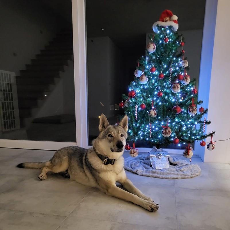 Vadbena površina za trening psov Ljubljana