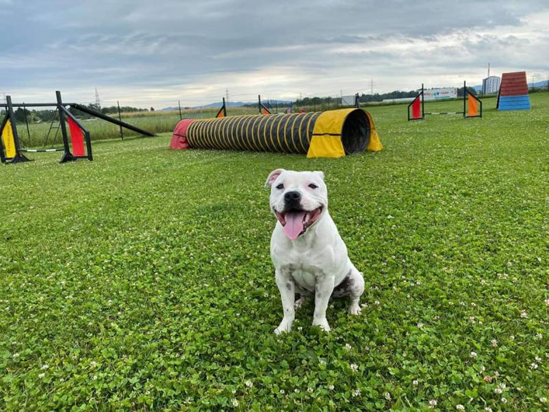 Pasji poligon Ljubljana in okolica