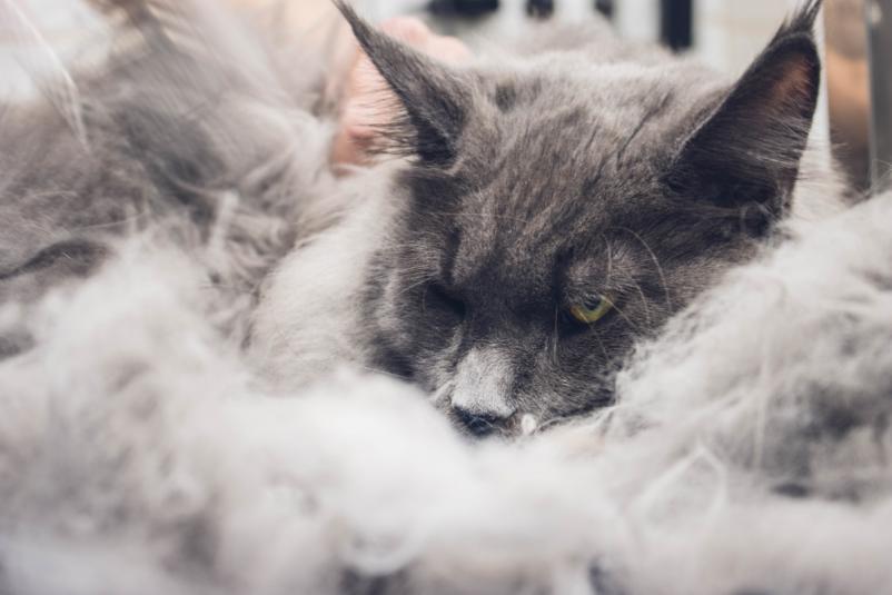 Nega mačk v pasjem salonu