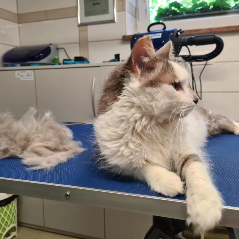 Frizerska oskrba za mačke Gorenjska