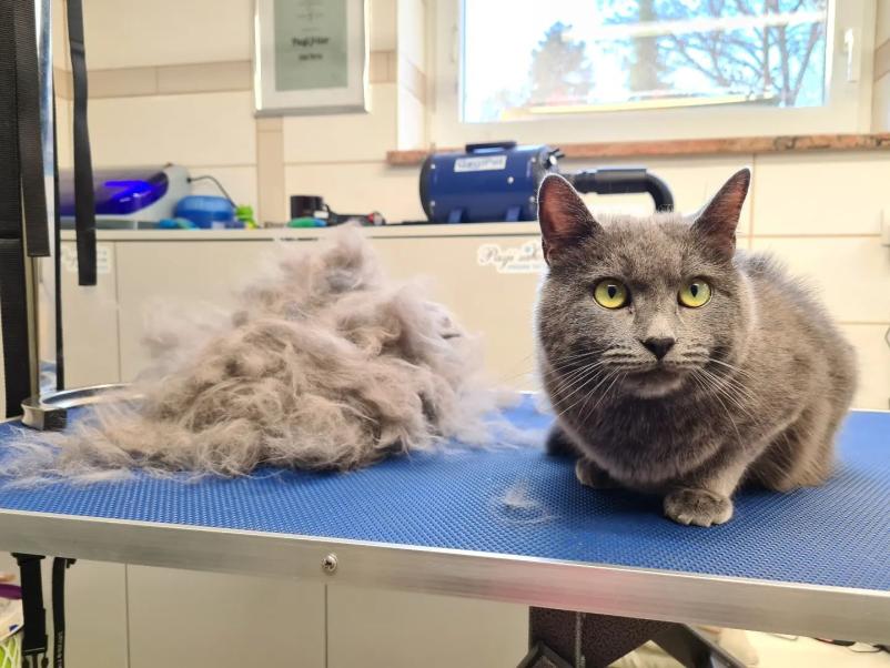 Nega mačje dlake Gorenjska