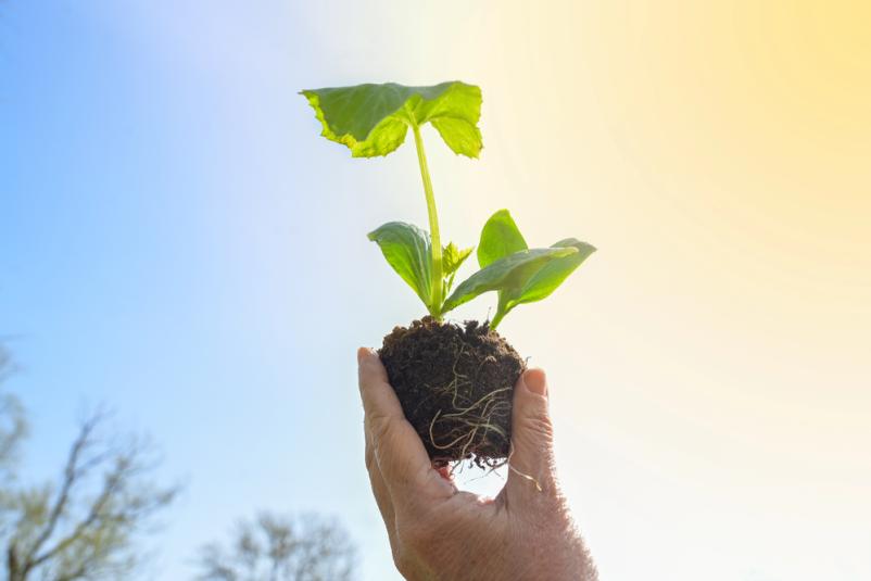 Ocene podnebne ranljivosti