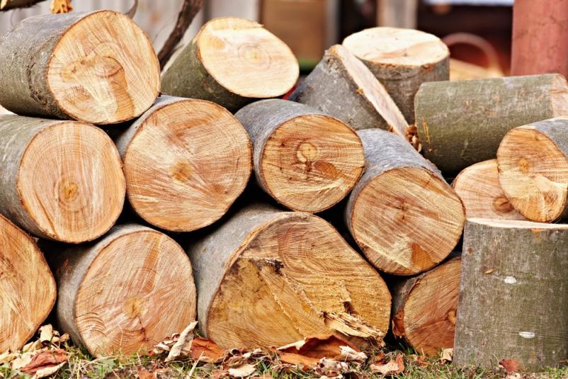 Frezanje panjev dreves