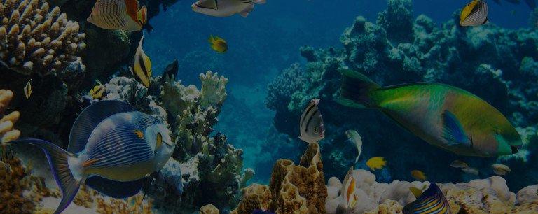 Ugodna prodaja tropskih morskih rib v Sloveniji