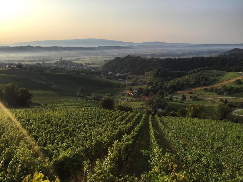 Najboljša slovenska vina z domačih trt