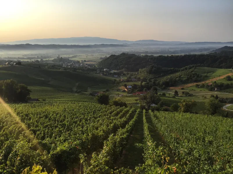 Najboljša slovenska vina z domačih trt
