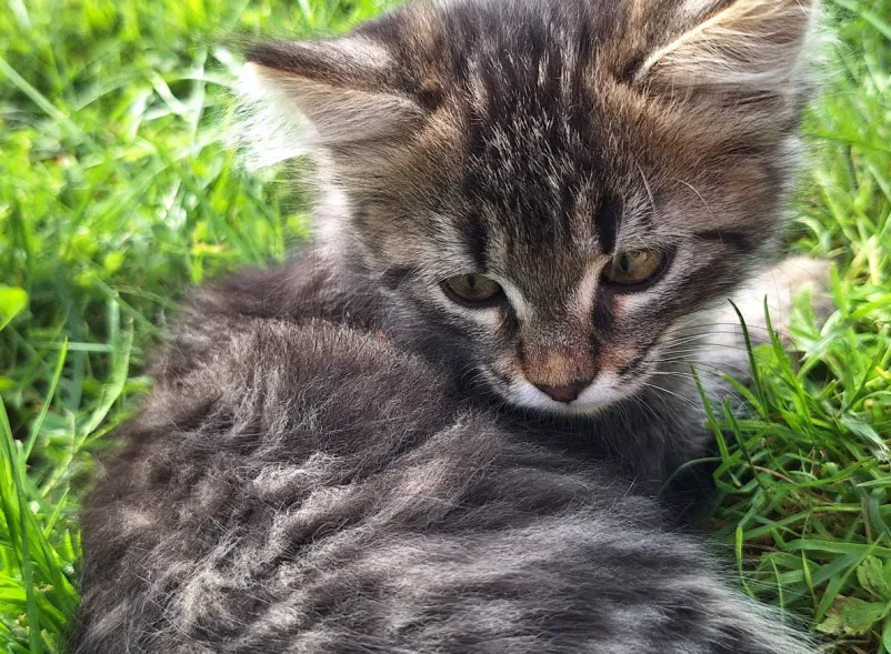 Dobra veterinarska klinika Črnomelj