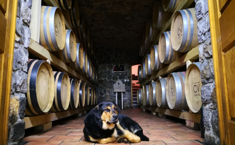 Pester izbor rdečih, belih in posebnih vin