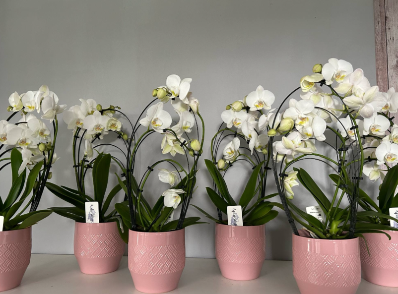 Ugodna cvetličarna Slovenj Gradec