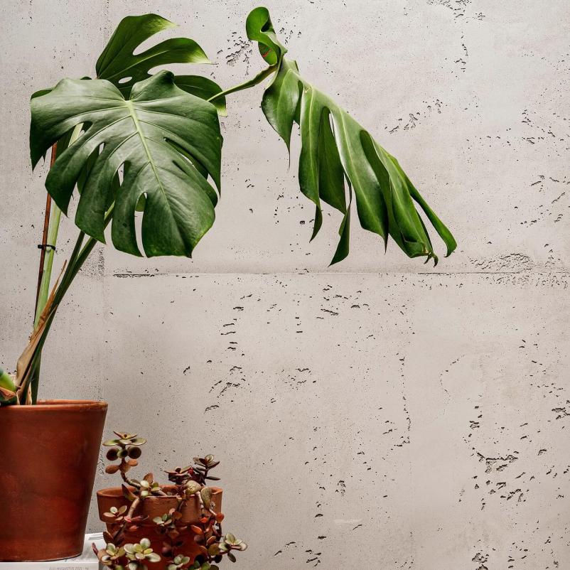 Unikatne stene Maribor