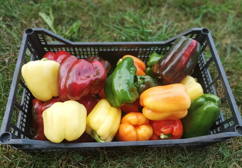 Domači izdelki s kmetije Škofja Loka, Gorenjska
