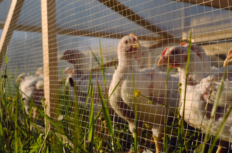 Domači piščanci Slovenija