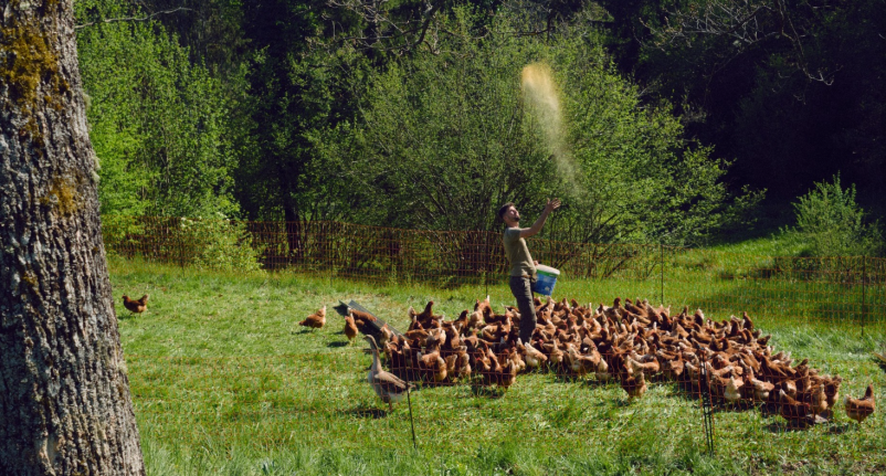 Nakup domačih piščancev Notranjska