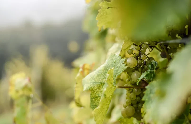 Postanite del društva vinogradnikov Raka, Krško