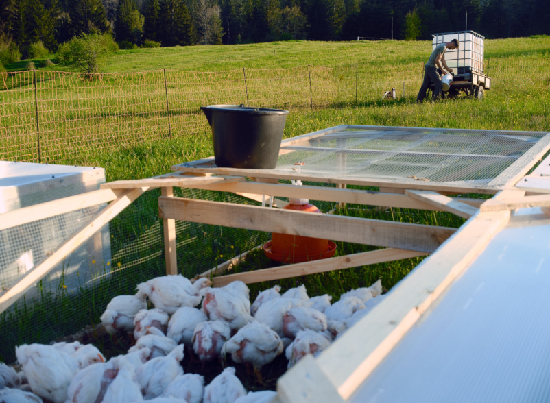 Eko prosta reja jajc Notranjska