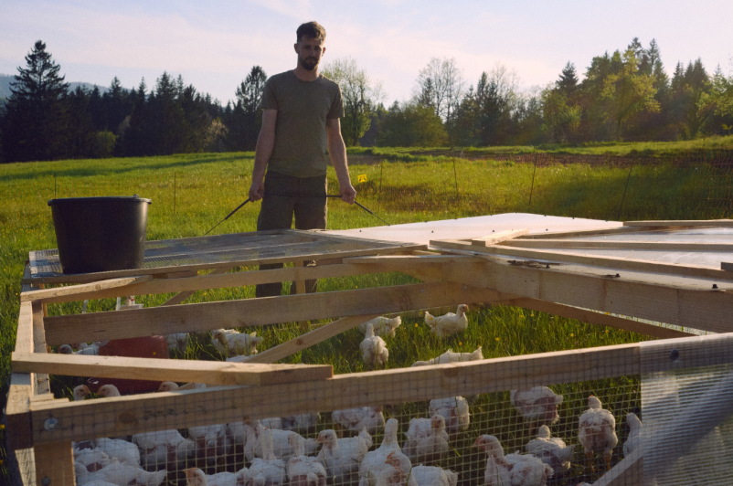 Eko prosta reja jajc Slovenija