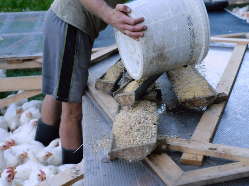 Jajca iz proste reje Notranjska