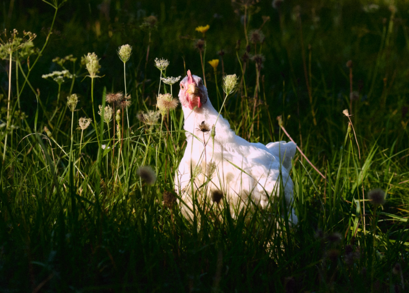 Dostava eko jajc Notranjska
