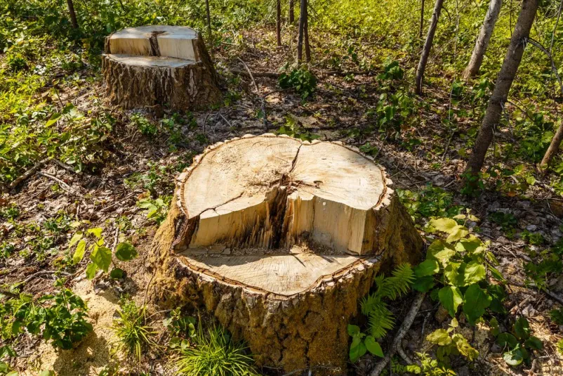 Gozdarstvo Šentjur