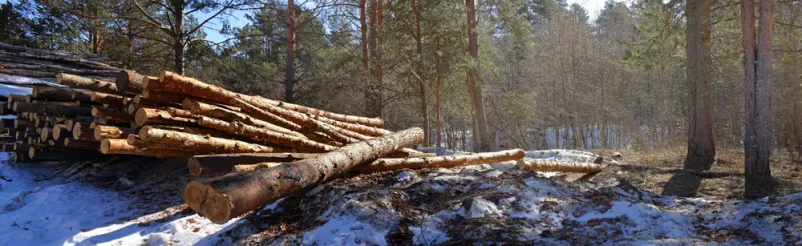 Gozdarske storitve, posek in spravilo lesa Šentjanž, Posavje