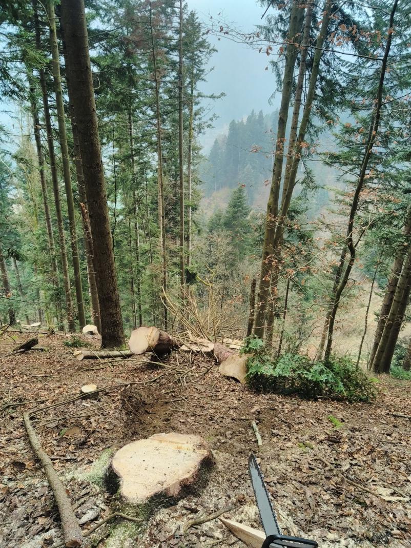 Hitra sečnja lesa Štajerska