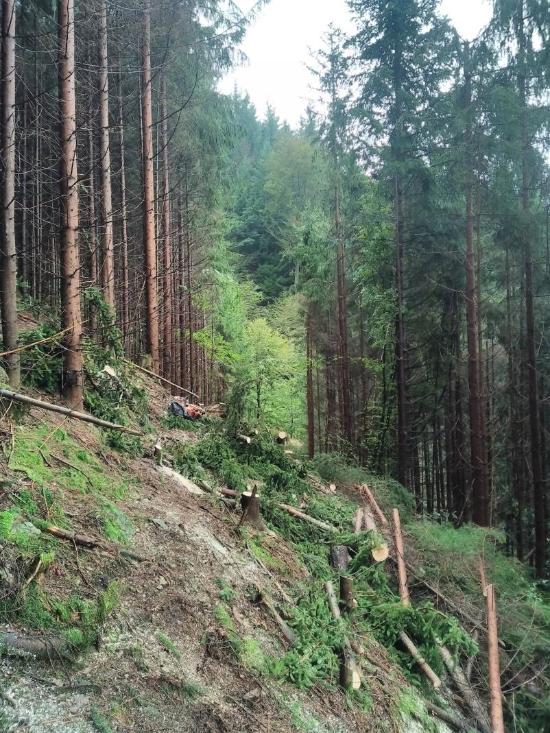 Posek lesa na Štajerskem