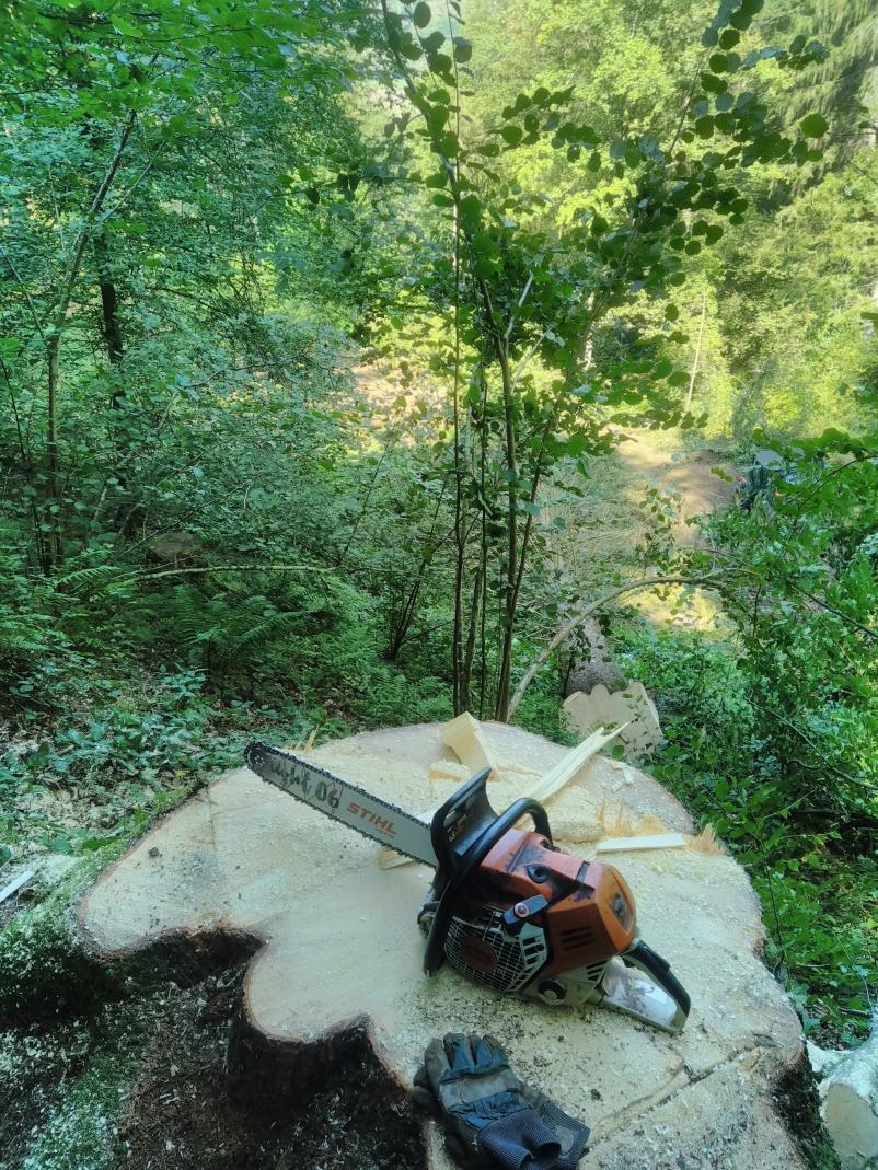 Zanesljiva in varna sečnja lesa Štajerska