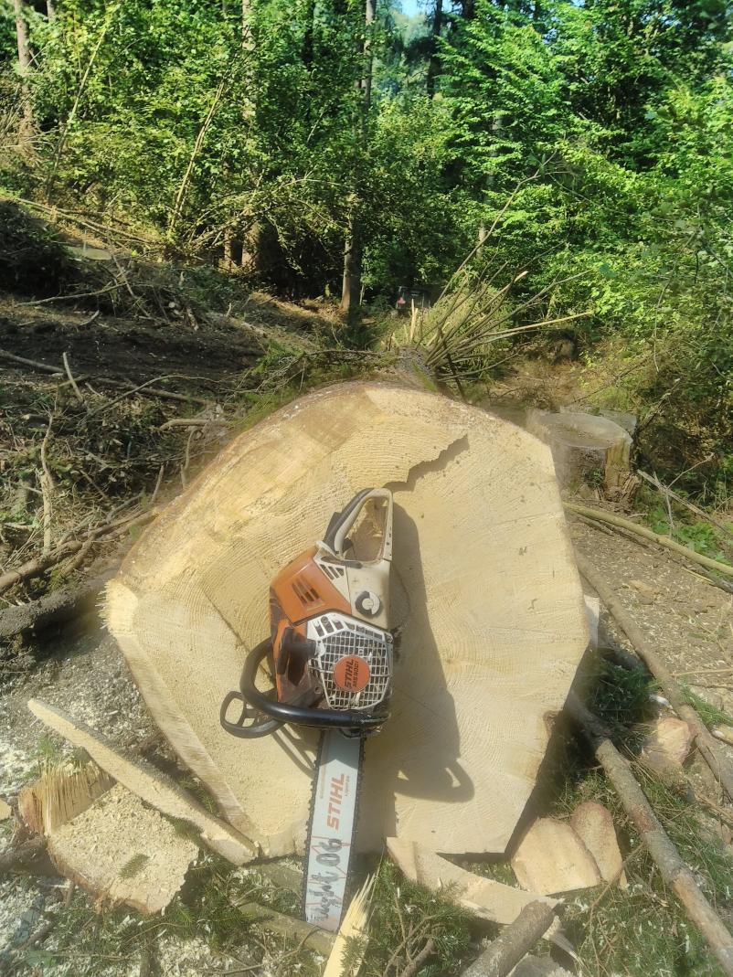 Posek lesa za različne potrebe Štajerska