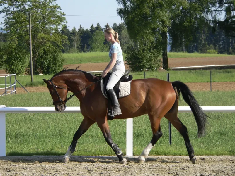 Horse riding Bled, Gorenjska