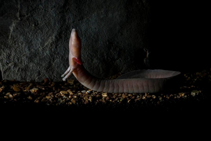 SOS Proteus laboratorija Tular Slovenija