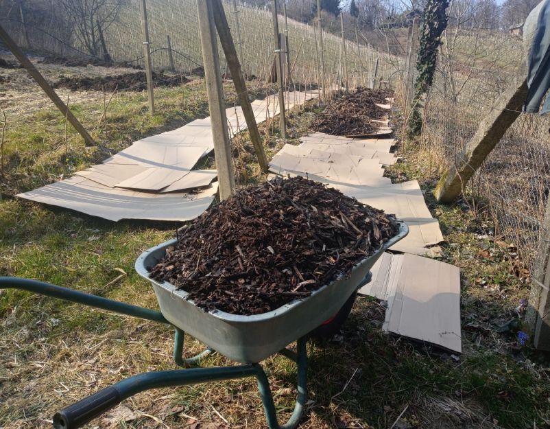 Kakovostna vina Brežice